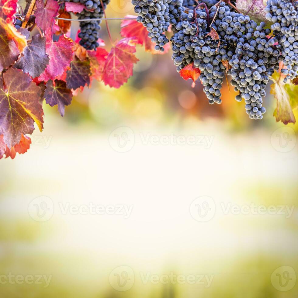 Blau Trauben von Trauben von das alibernet Vielfalt im das Weinberg foto