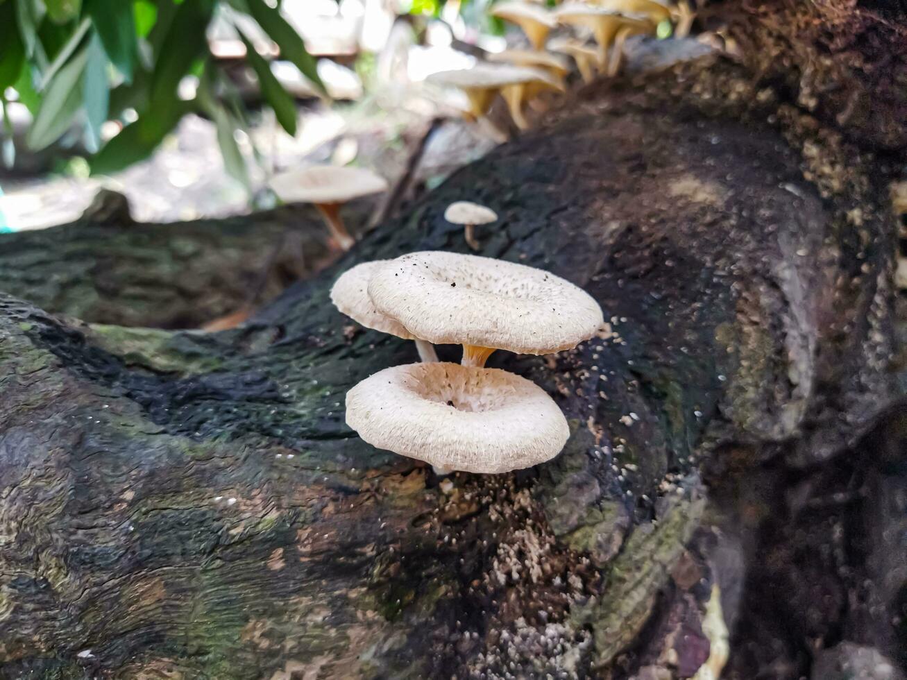 Weiß Pilze auf ein Baum foto