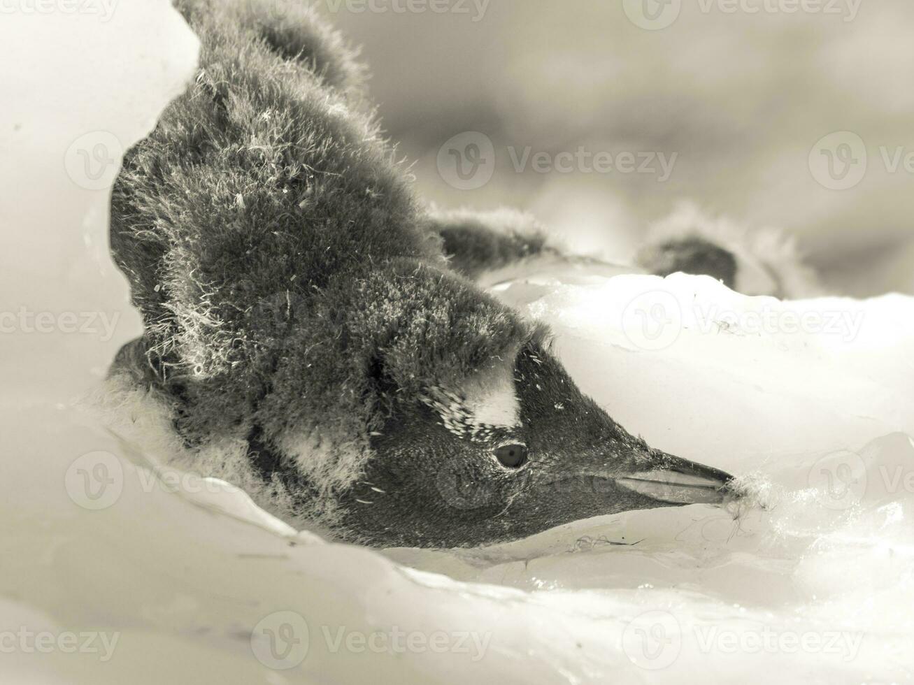 Gentoo Pinguin im neko Hafen, Halbinsel antrica. foto