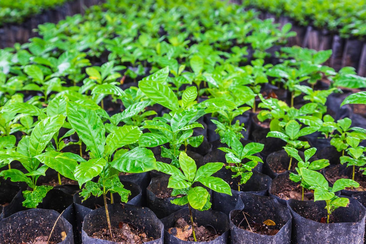 Sämlinge von Kaffeepflanzen in einer Gärtnerei foto