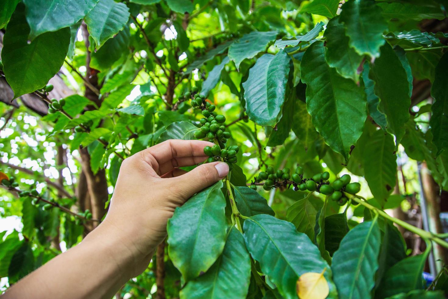 frische grüne Kaffeebohnen aus landwirtschaftlichen Händen foto