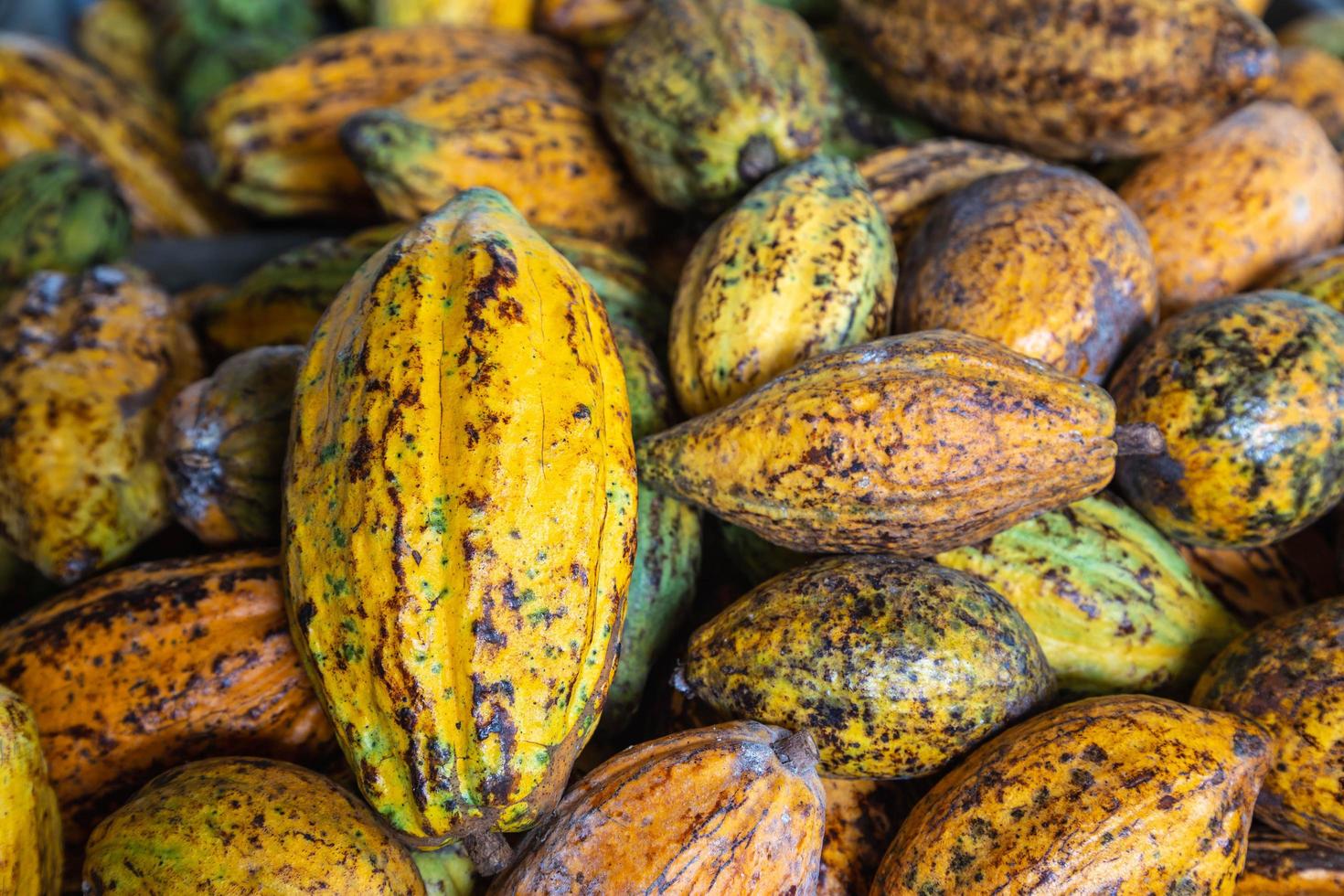 Kakaofruchthintergrund und Kakaofrucht foto