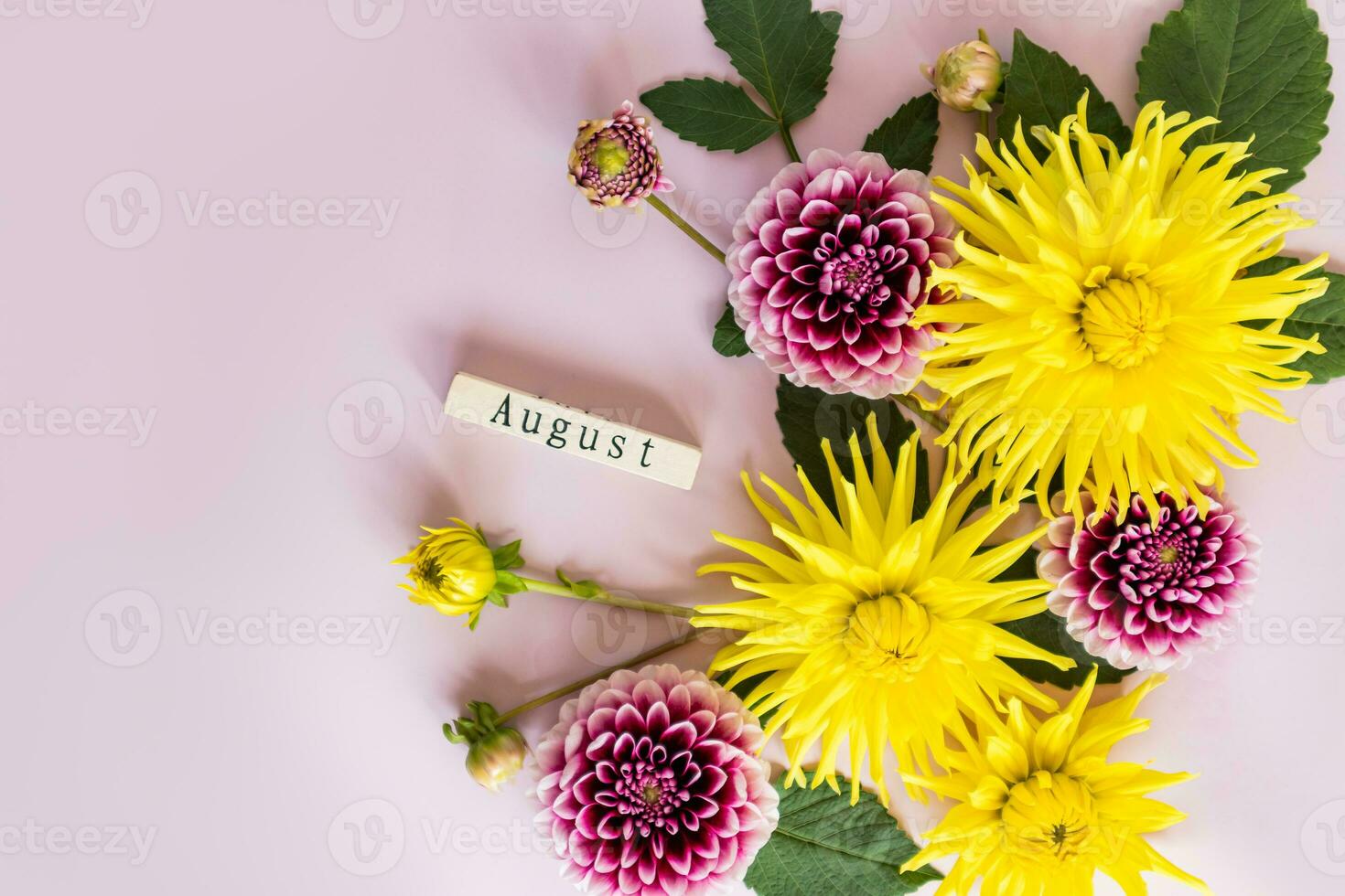 Gelb und lila Dahlie Köpfe auf ein Licht Hintergrund mit ein hölzern alt Kalender mit das Text August. das Konzept von Herbst. ein Kopieren Raum foto