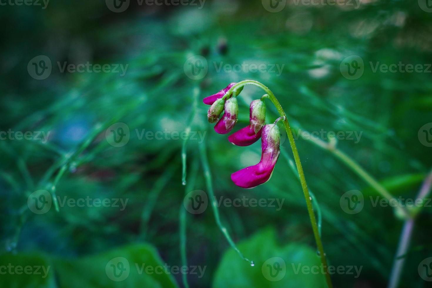 kleine rosa Hängeblumen mit grünen Blättern auf dunklem Hintergrund foto