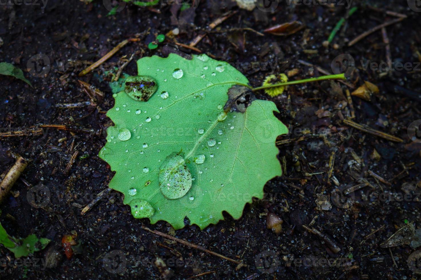 grünes Blatt mit Regentropfen auf dunklem Schwarzwaldschmutz foto