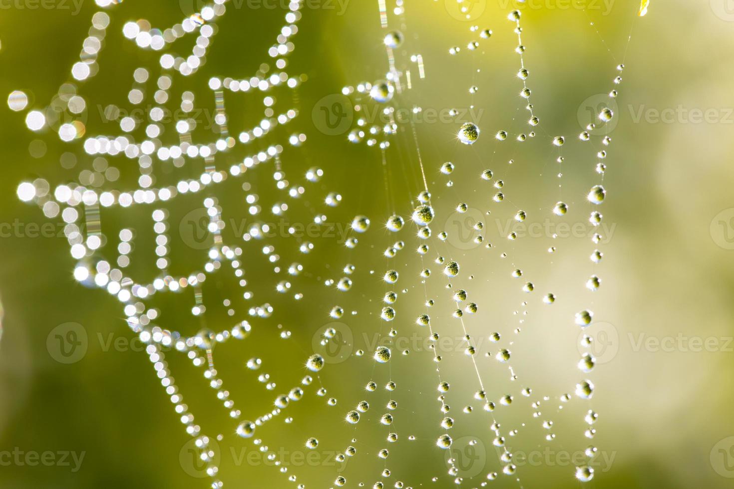 Spinnennetz mit Tau im Wind wiegende Nahaufnahme mit grünem, unscharfen Hintergrund foto