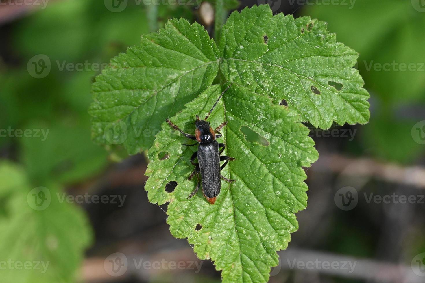 schwarzer Käfer auf grünem Blatt foto