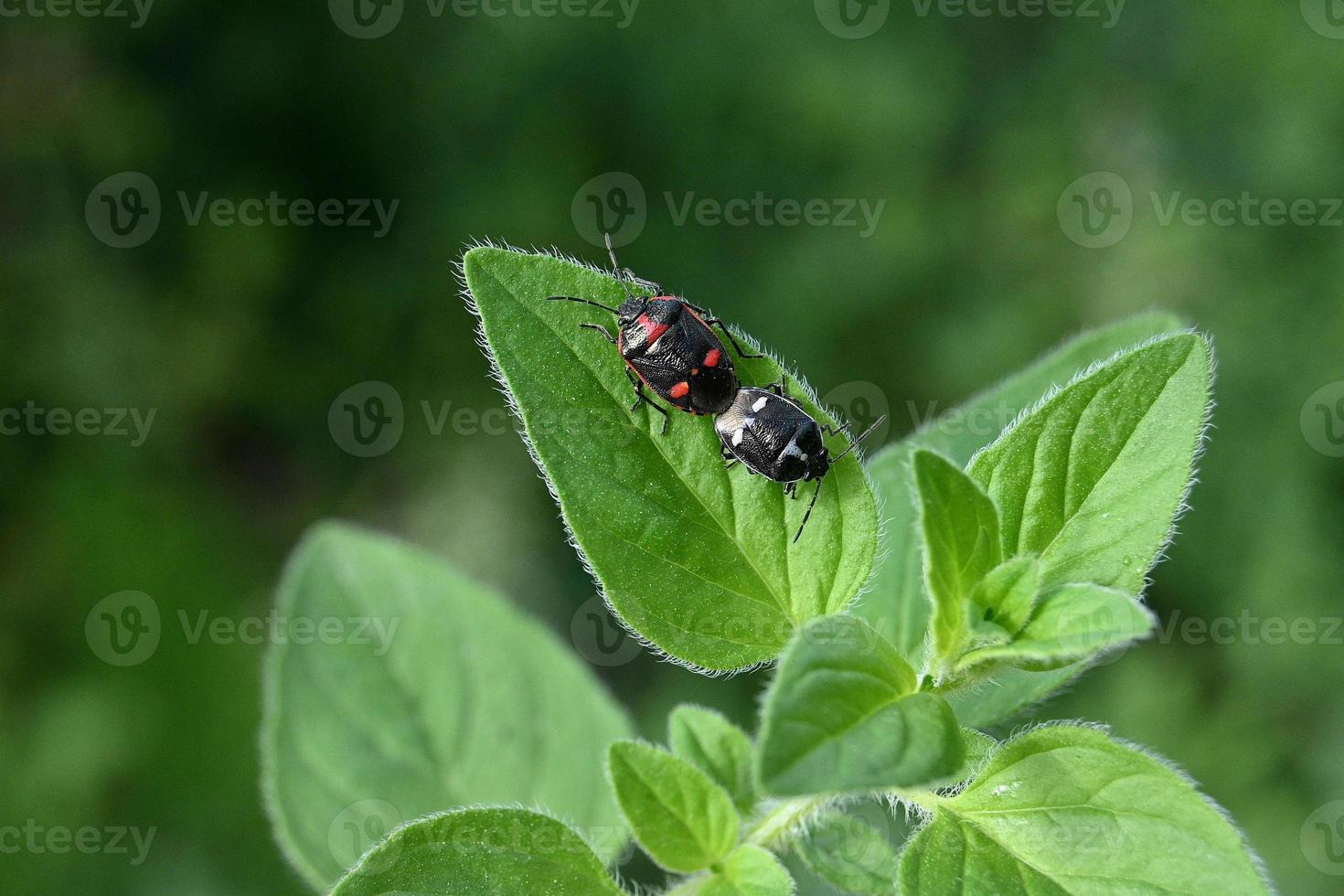 zwei bunte Käfer auf einem Minzblatt foto