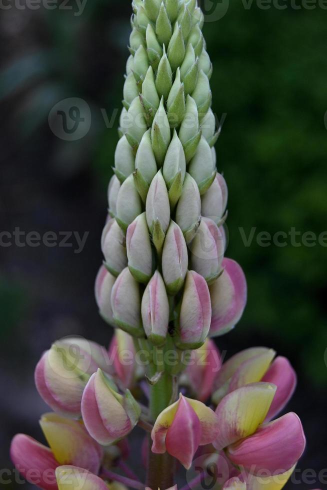 Rosa Lupine beginnt zu blühen foto