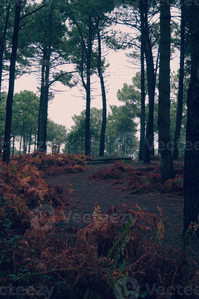 Bäume im Wald in der Natur in der Herbstsaison foto