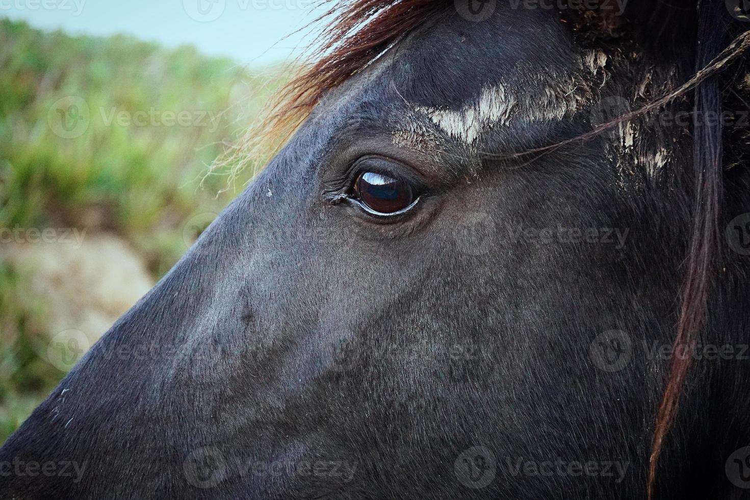 schönes schwarzes Pferdeportrait auf der Wiese foto