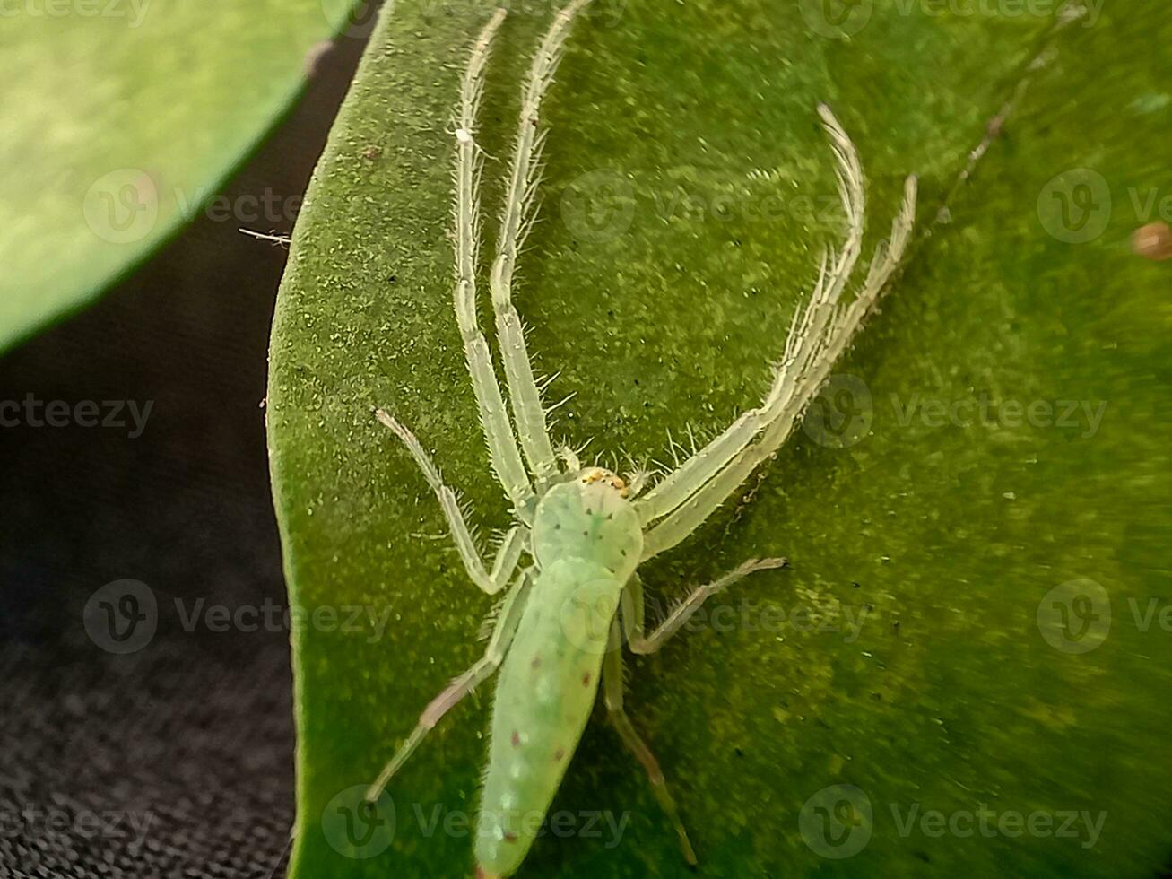Lyssomanen Viridis, häufig bekannt wie das Magnolie Grün Jumper, ist ein Spezies von Springen Spinne von das Gattung Lyssomanen foto
