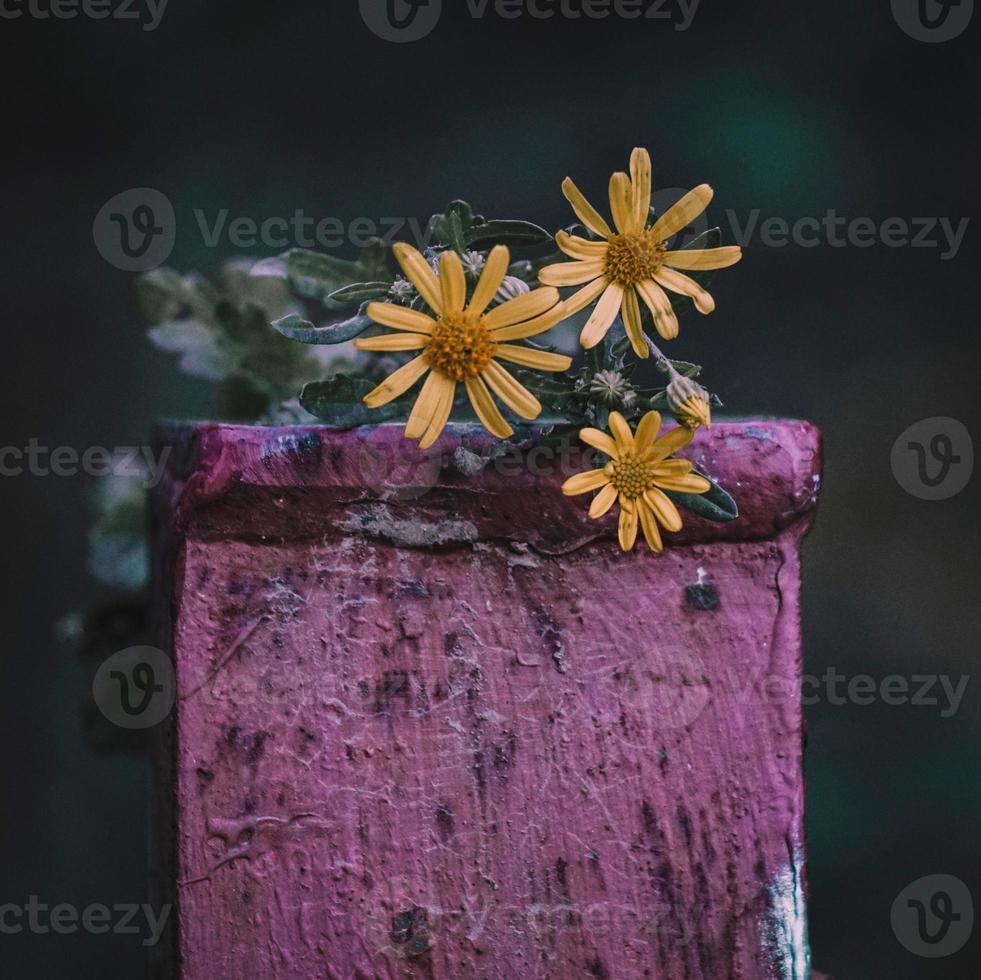 romantische gelbe Blume im Garten im Frühling foto