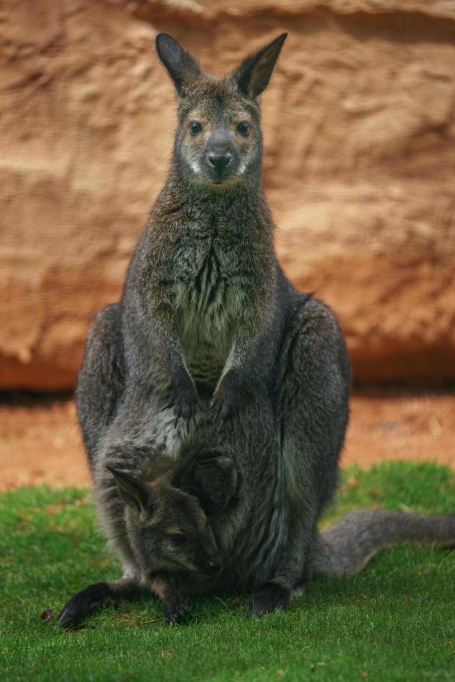 rothalsiges Wallaby foto