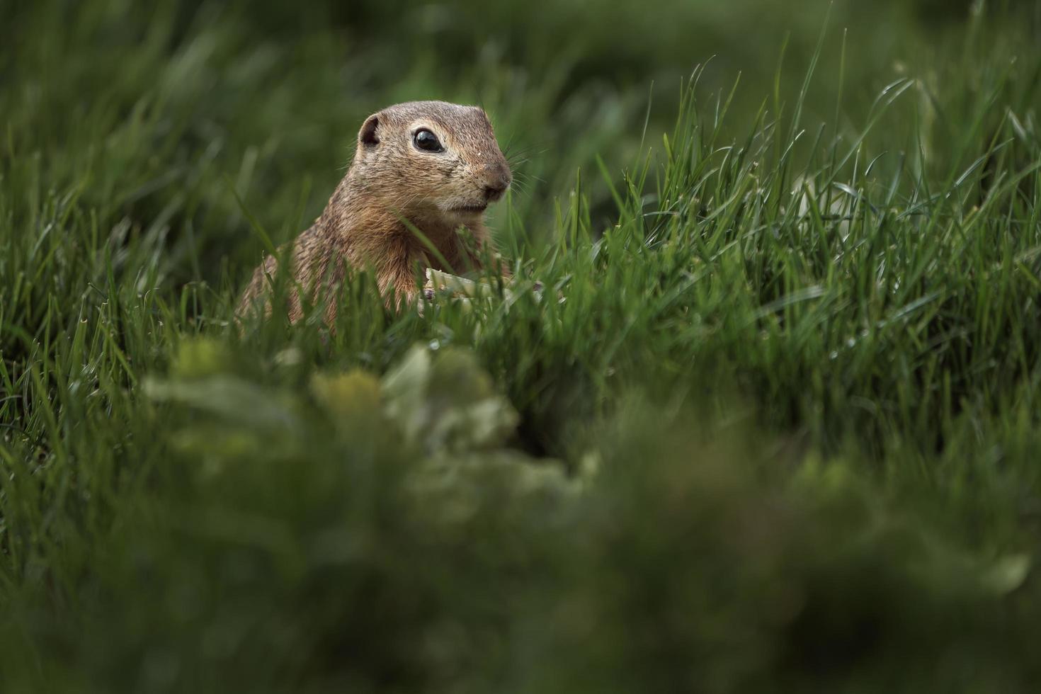 Europäisches Grundeichhörnchen foto