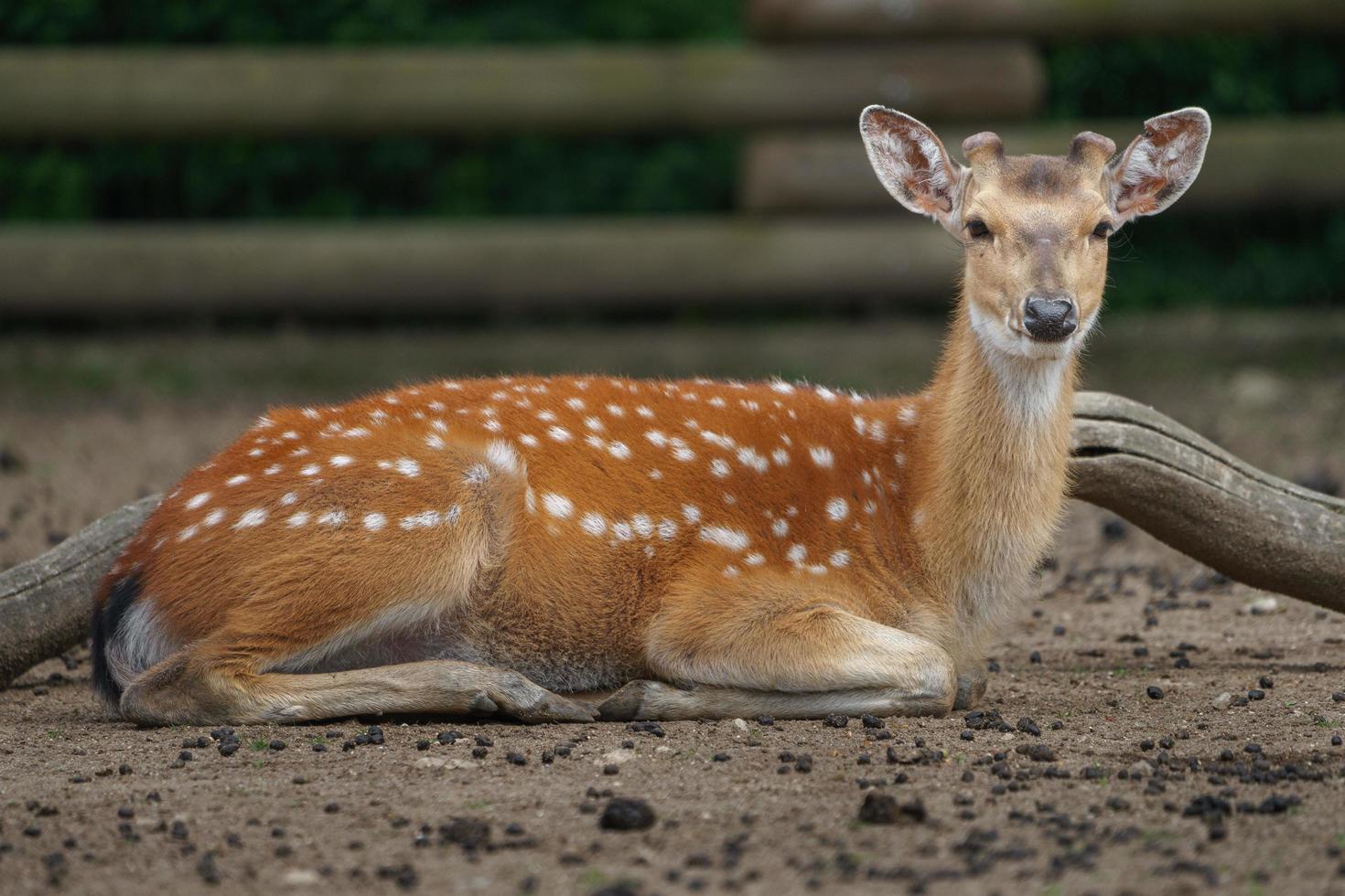 vietnamesisches Sika-Hirsch foto