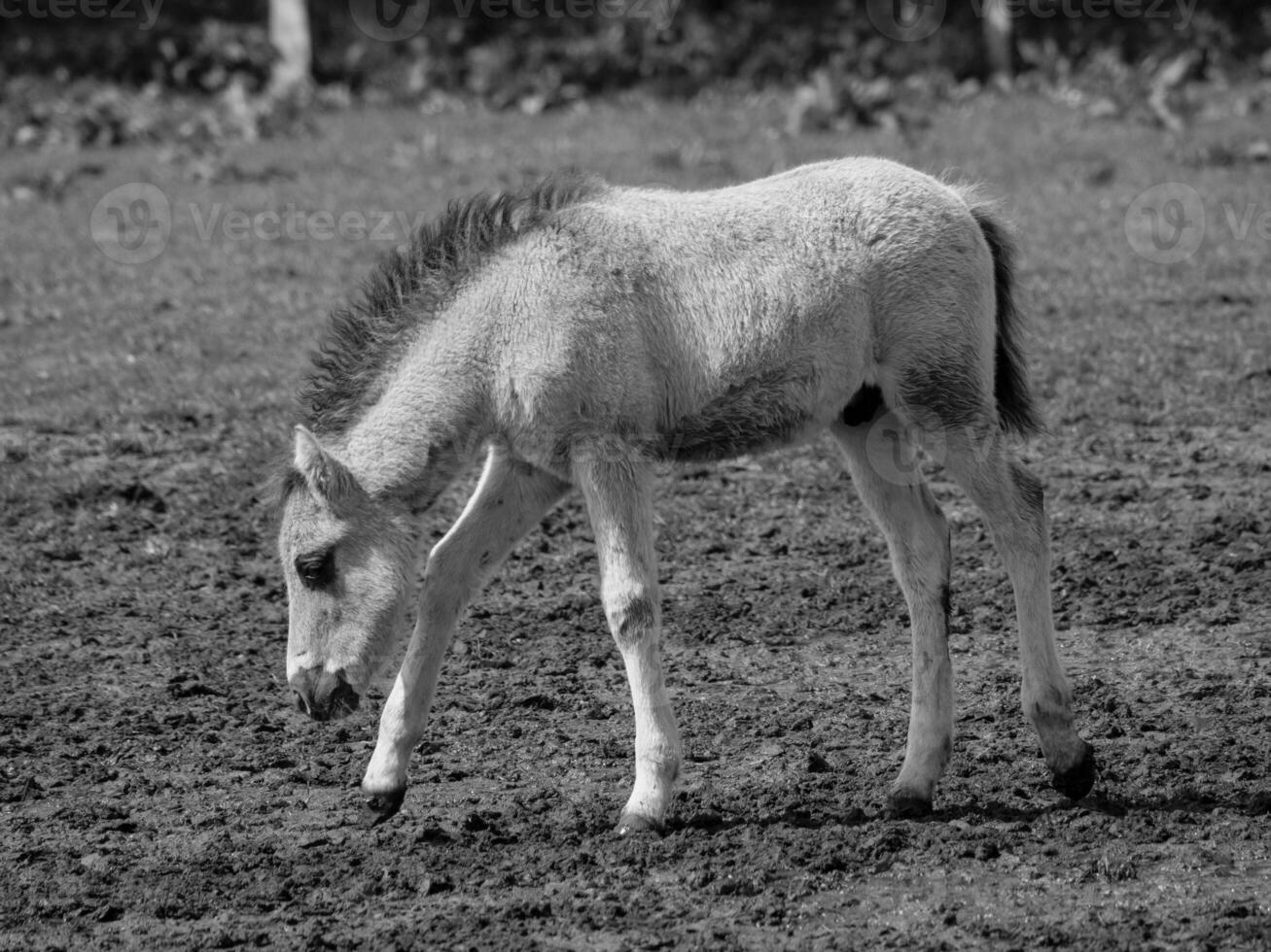 wild Pferde und Fohlen foto