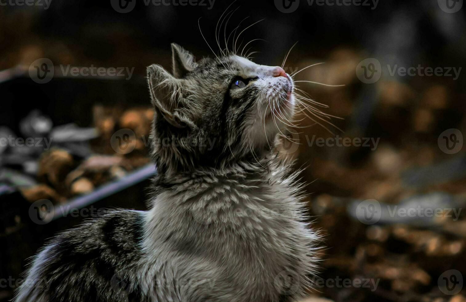 Telefon Hintergrund zum Katze Liebhaber foto