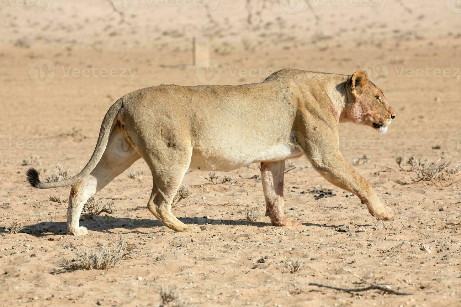 Löwen im das kgalagadi grenzüberschreitend Park, Süd Afrika foto