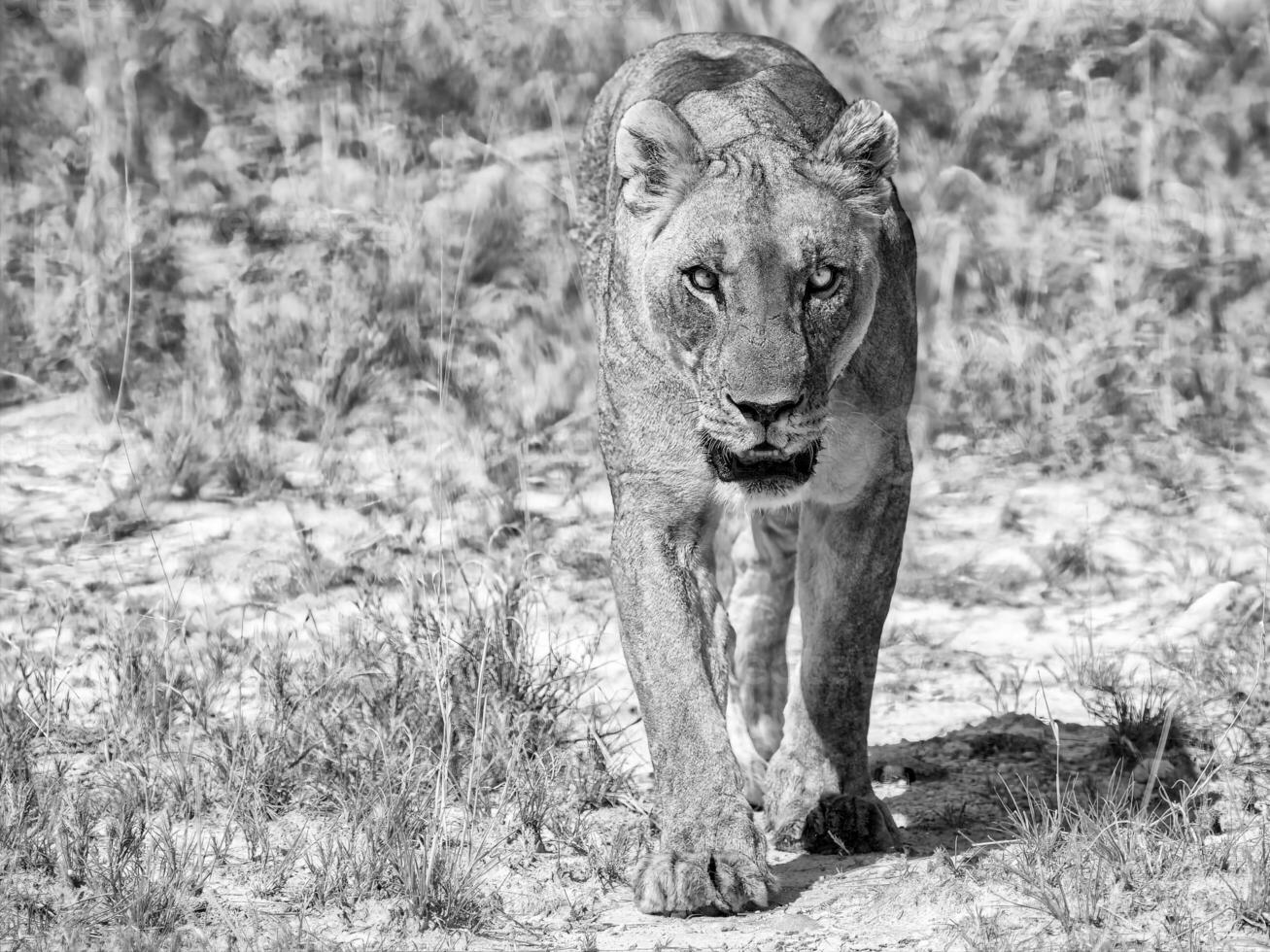 ein schwarz und Weiß Foto von ein Löwe Gehen durch das Gras