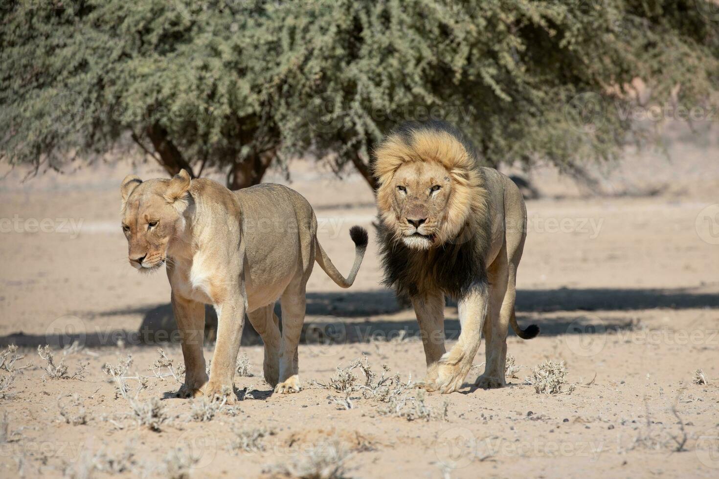 Löwen im das kgalagadi grenzüberschreitend Park, Süd Afrika foto