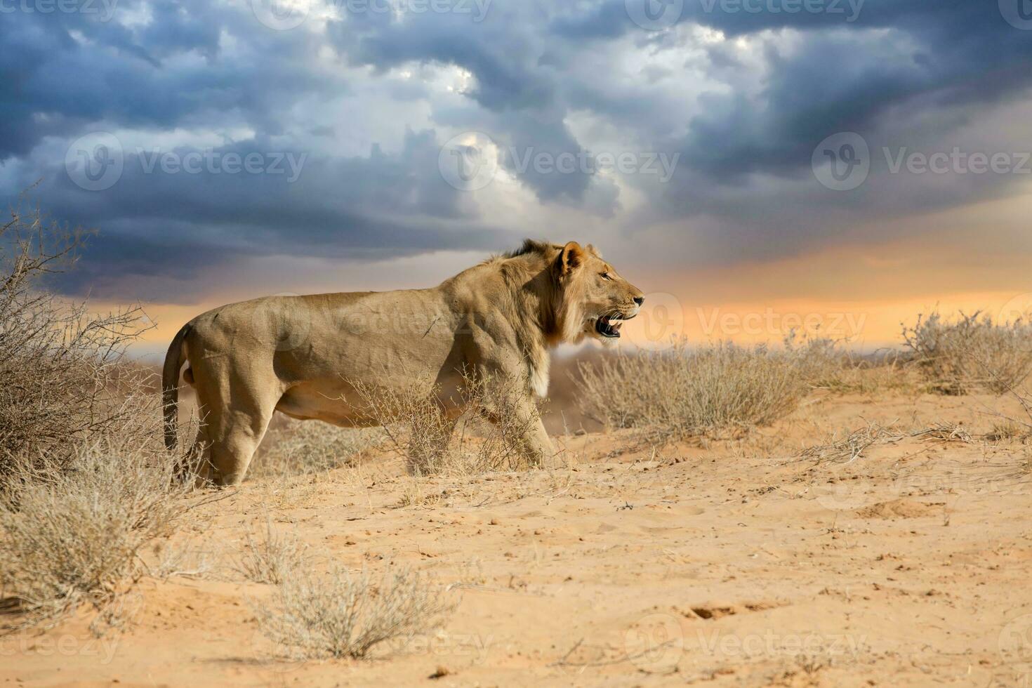 Löwe beim kgalagadi National Park, Süd afrika.tif foto