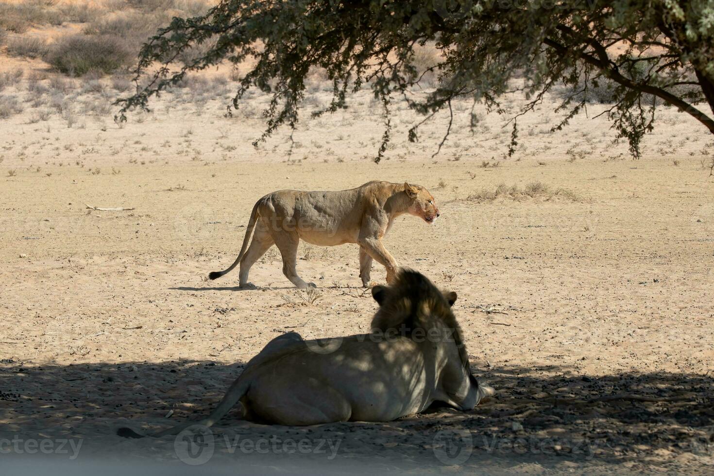 Löwen im das kgalagadi grenzüberschreitend Park, Süd Afrika foto