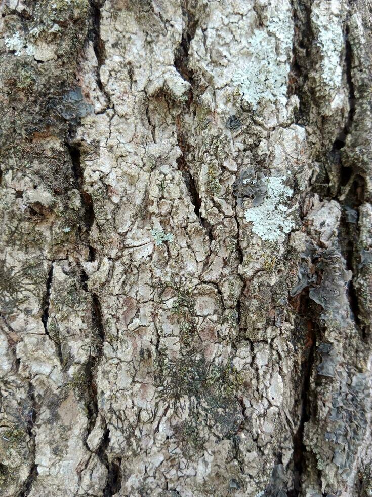 Baum Rinde Textur. Mango Baum Hintergrund. alt Kofferraum Muster. Rau hölzern Haut Nahaufnahme. foto