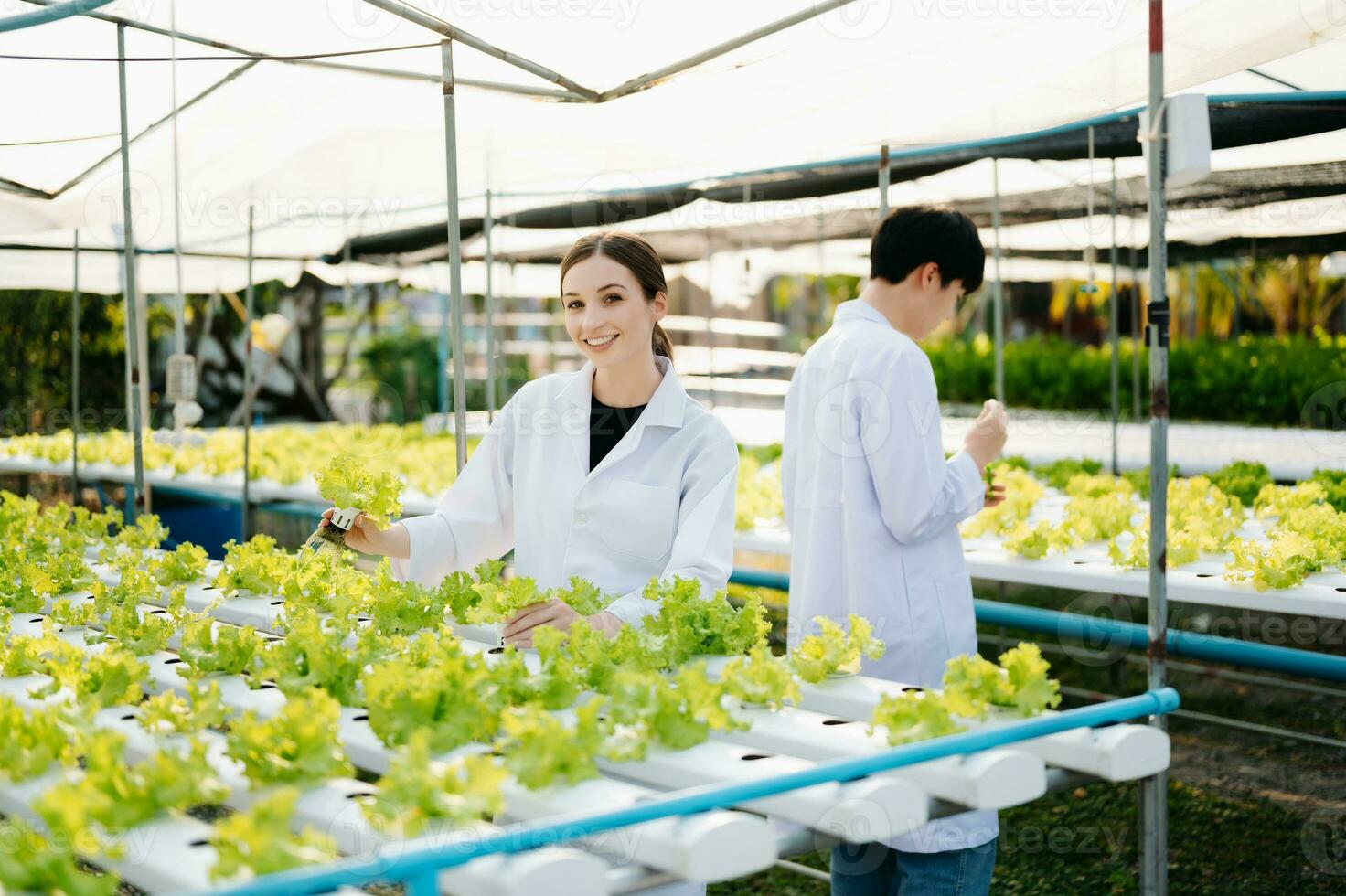 Forscher Mannschaft im Weiß Uniform sind Überprüfung mit ph Streifen im hydroponisch Bauernhof und ph Niveau Rahmen Grafik, Wissenschaft Labor Gewächshaus Konzept. foto