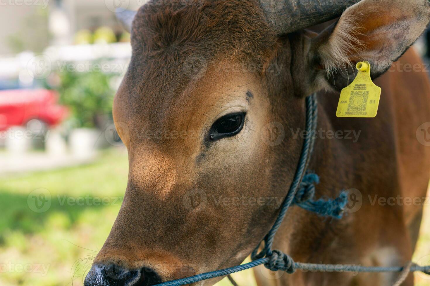 braun Kuh zum Qurban oder Opfern Festival Muslim Veranstaltung im Dorf mit Grün Gras foto