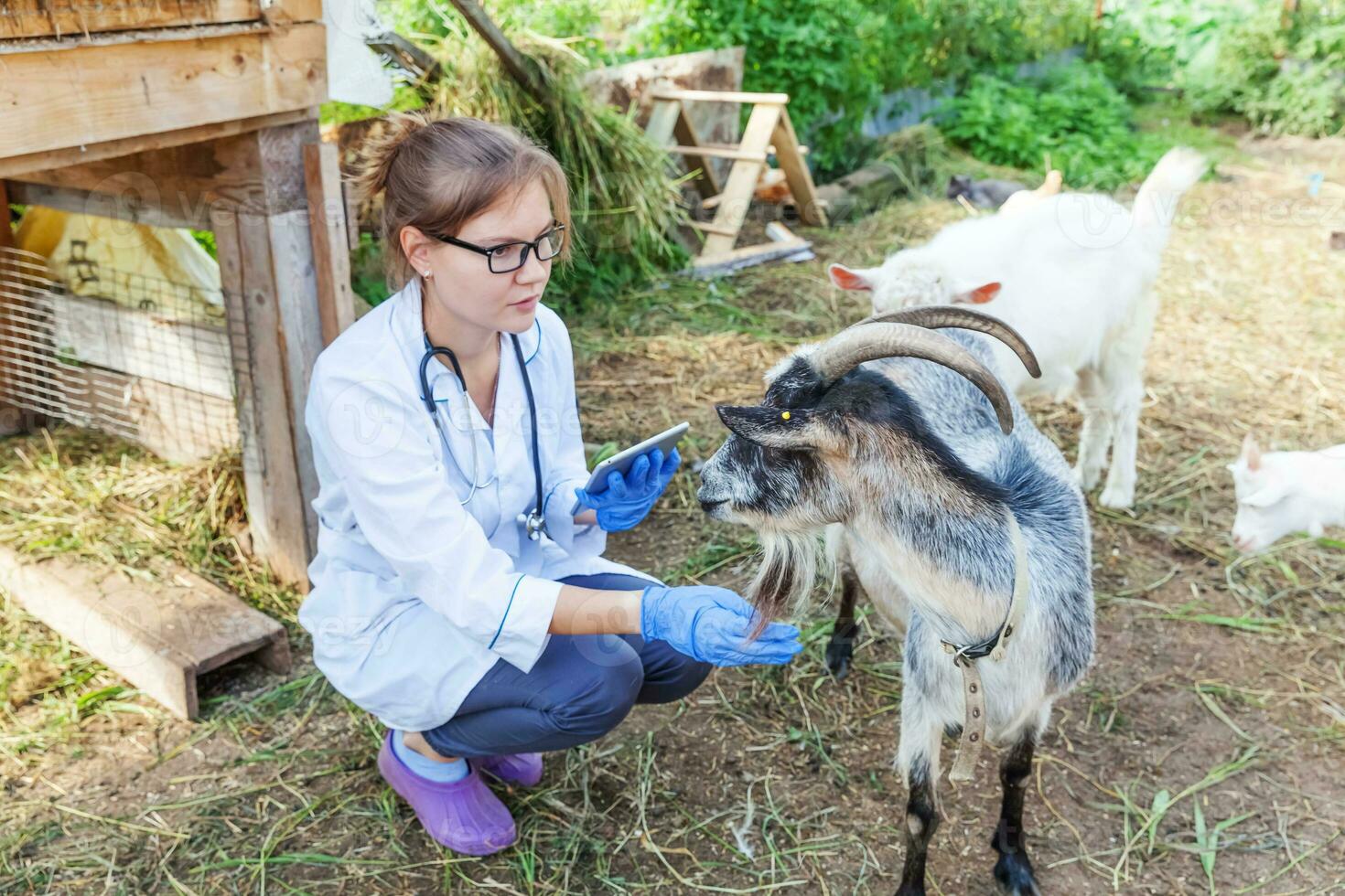 junge tierärztin mit tablet-computer, die ziege auf ranchhintergrund untersucht. tierarzt untersucht ziege in natürlicher ökofarm. tierpflege und ökologisches viehhaltungskonzept. foto