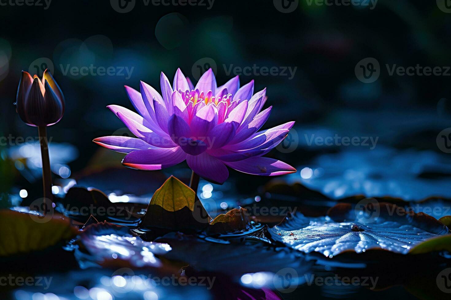 schön Rosa Wasser Lilie oder Lotus Blume auf dunkel Hintergrund ai generiert foto