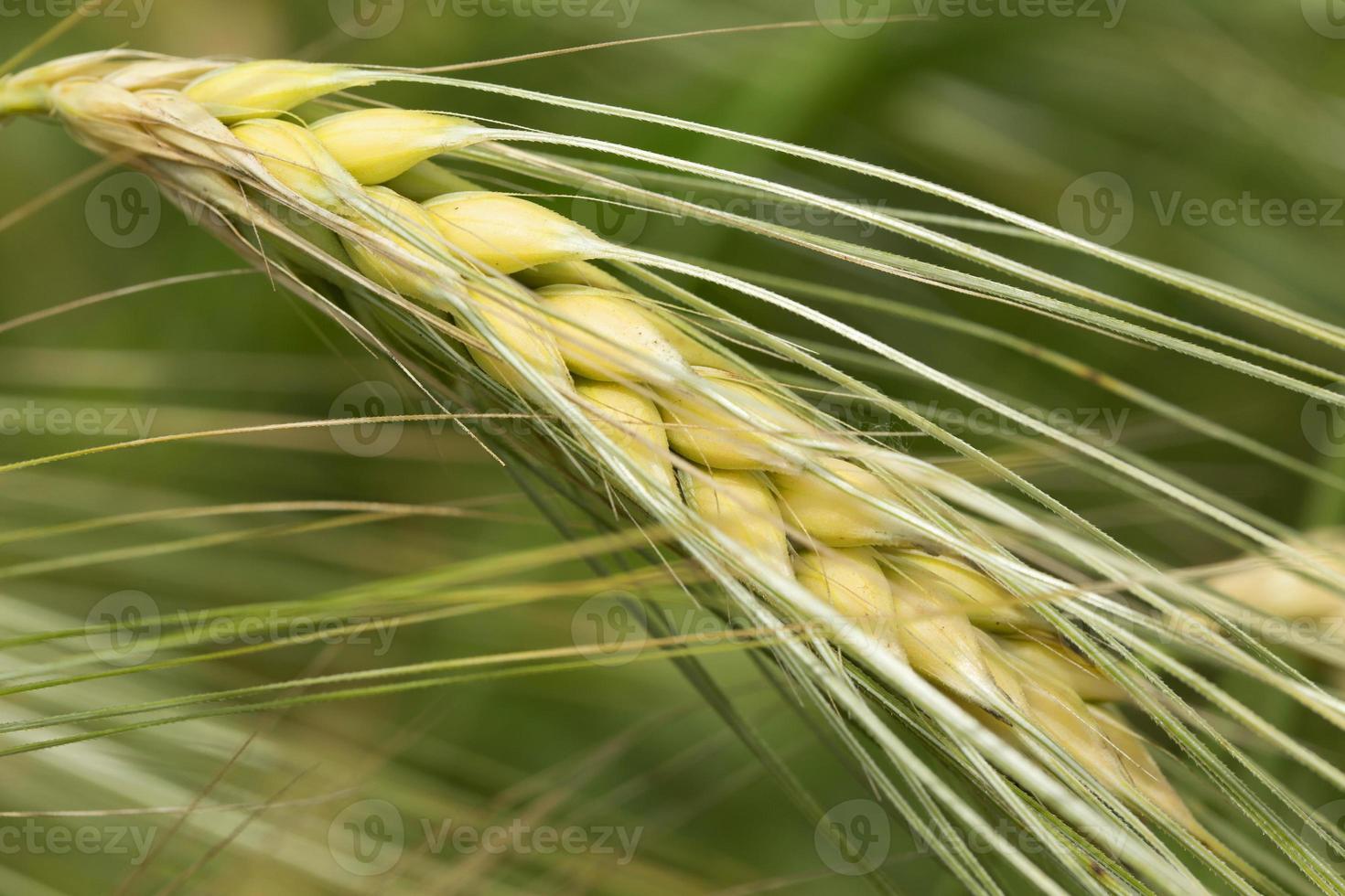 Detail der jungen grünen Gerstenspitze foto