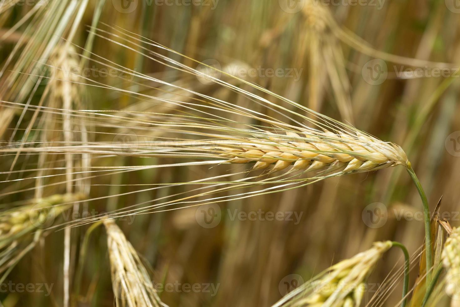 Detail der jungen grünen Gerstenspitze foto