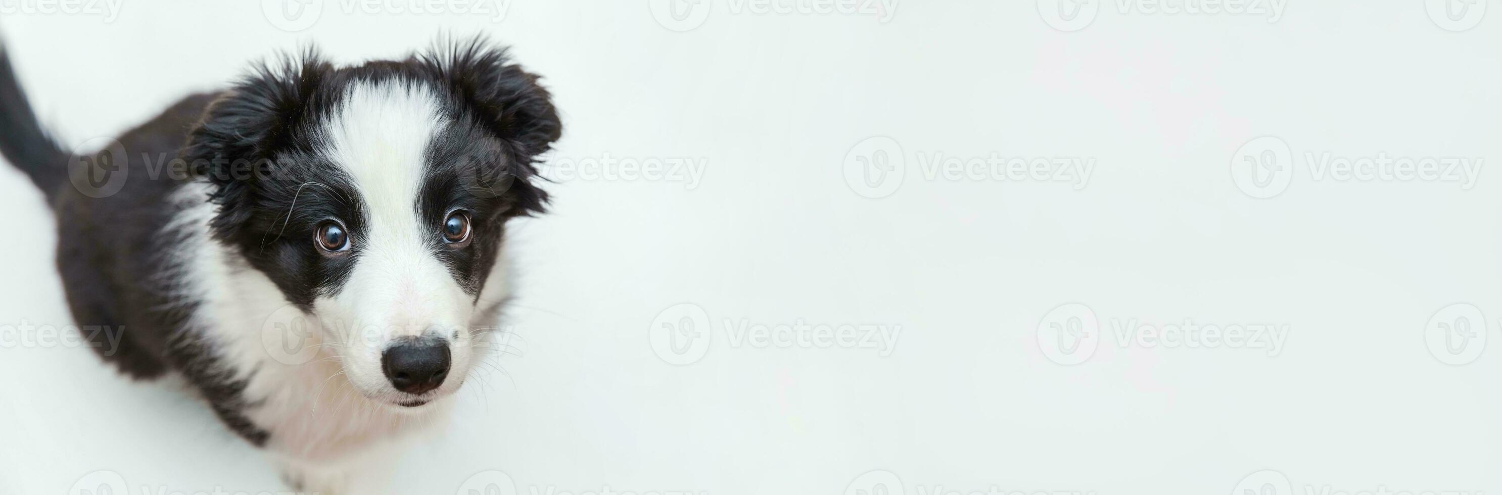 Lustiges Studioporträt des süßen, lächelnden Welpenhundes, Border-Collie, isoliert auf weißem Hintergrund. Haustierpflege und Tierkonzept. Banner foto
