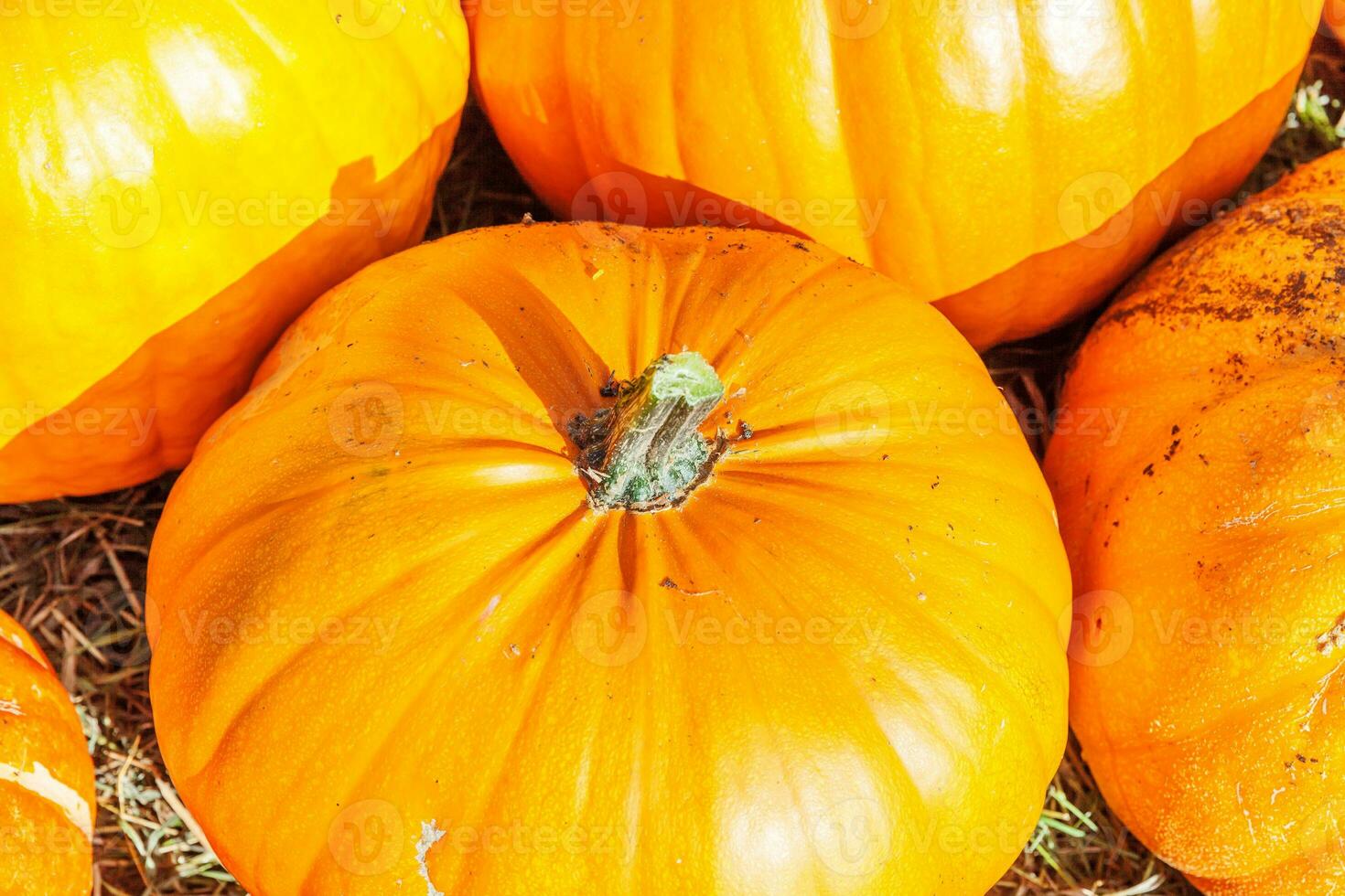 natürlicher herbstherbstansichtkürbis auf ökobauernhofhintergrund. inspirierende oktober- oder septembertapete. wechsel der jahreszeiten, reifes bio-lebensmittelkonzept. Halloween-Party Erntedankfest. foto