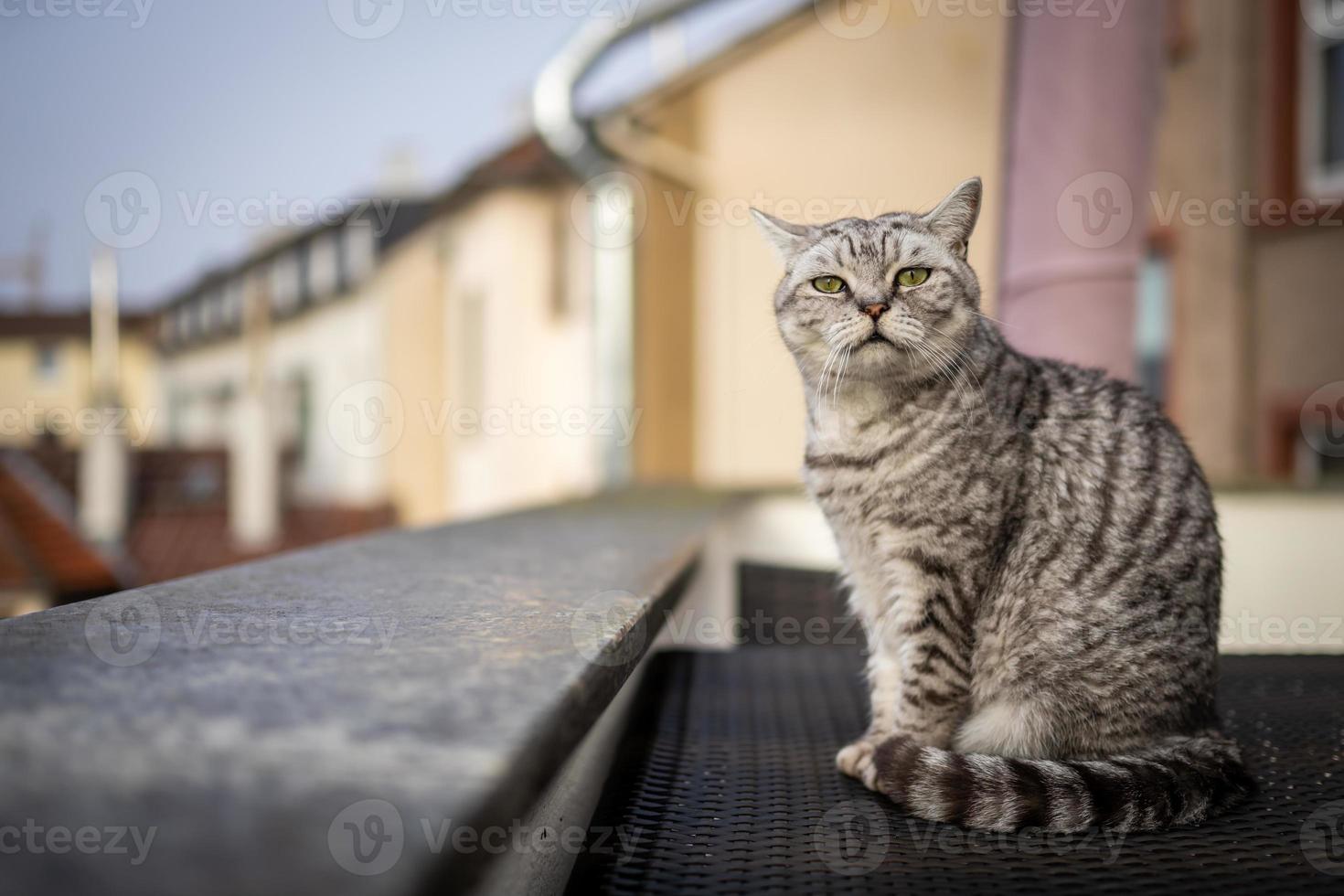 eine britisch-kurzhaarkatze in frankfurt foto