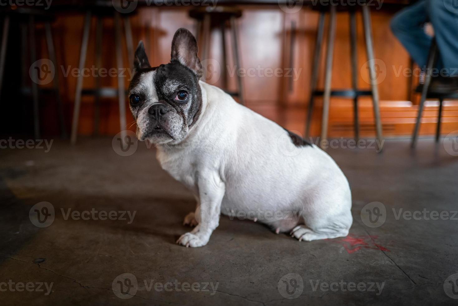 eine süße alte französische bulldogge foto