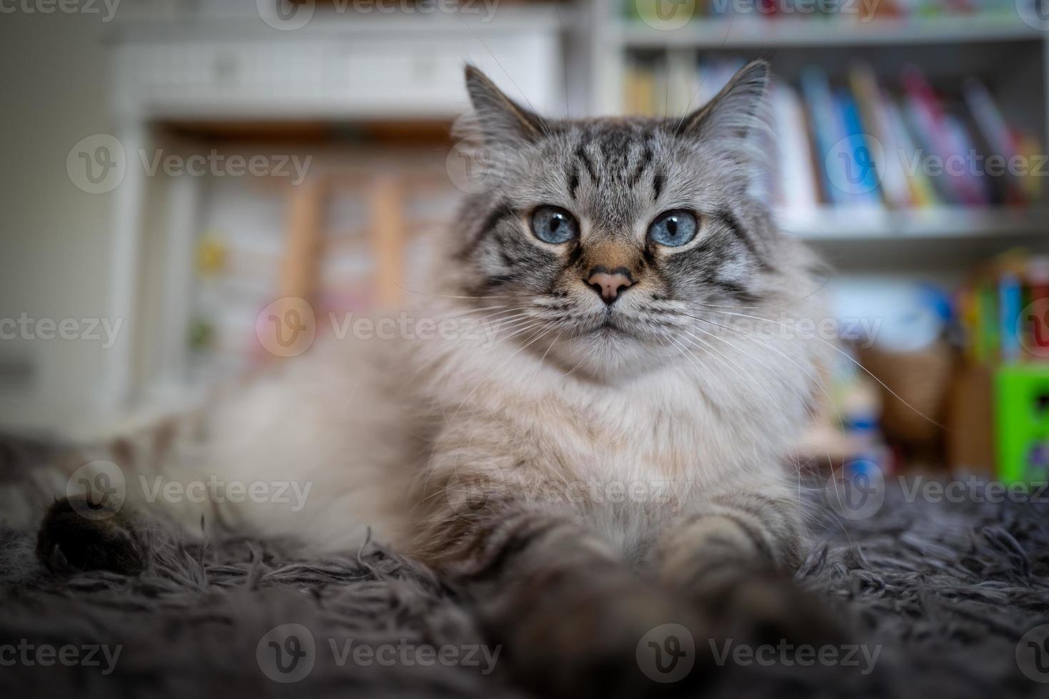 eine süße heilige Birmakatze foto