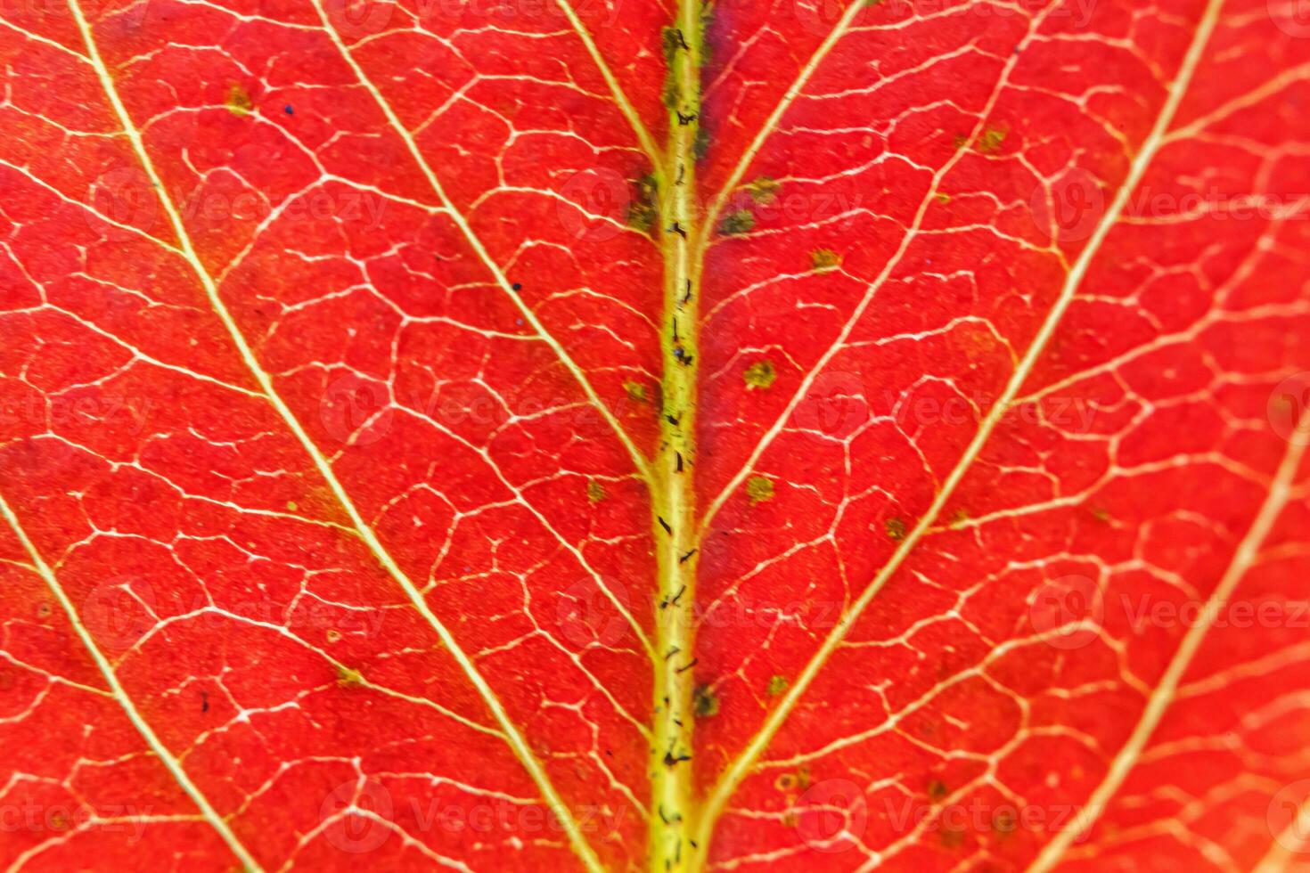 Nahaufnahme Herbst Herbst extreme Makro Textur Blick auf rot orange grün Holz Blatt Baum Blatt glühen in Sonne Hintergrund. inspirierende natur oktober oder september hintergrundbild. wechsel der jahreszeiten konzept. foto