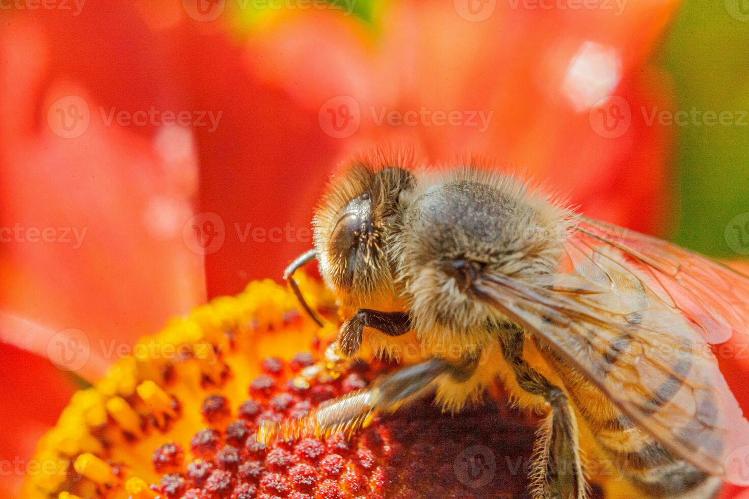 honigbiene, die mit gelbem pollen bedeckt ist, trinkt nektar und bestäubt orangenblüten. inspirierender natürlicher Blumenfrühling oder blühender Gartenhintergrund des Sommers. Leben der Insekten. Makro Nahaufnahme selektiver Fokus. foto