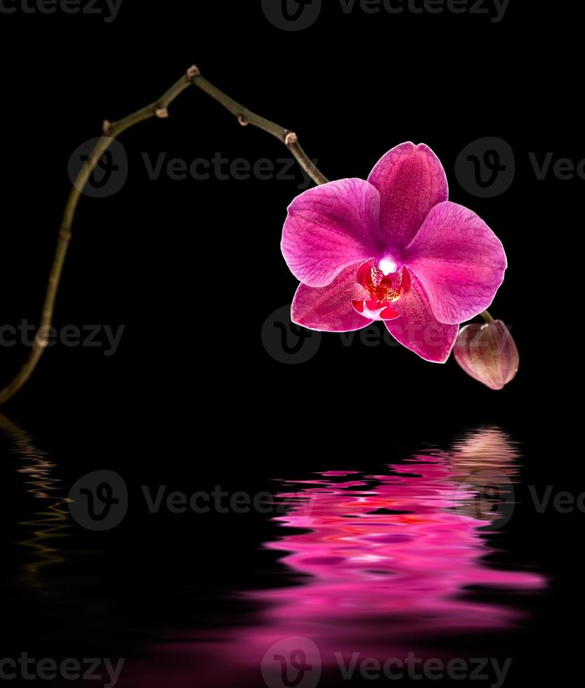 rosa Orchidee mit Wasserreflexion foto