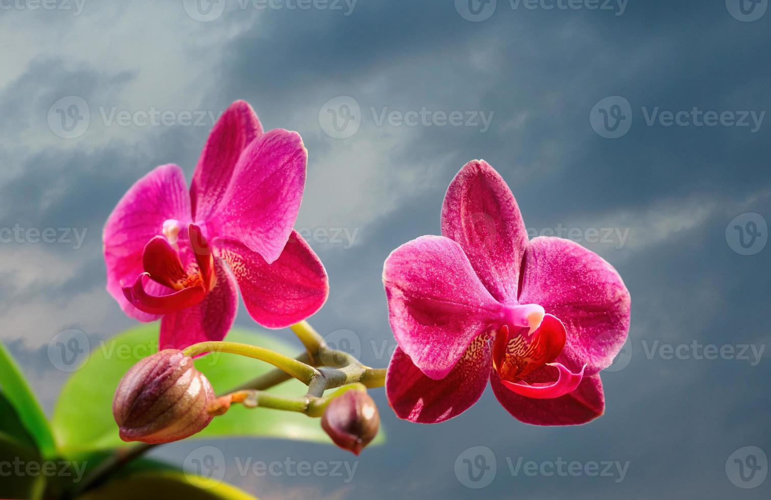 Nahaufnahme von Orchideenblüte foto