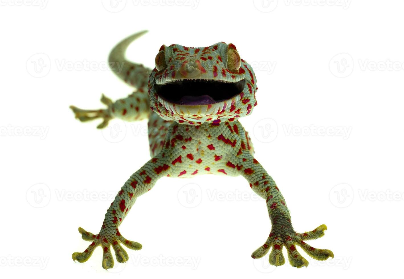 Tokay Gecko auf weißem Hintergrund foto