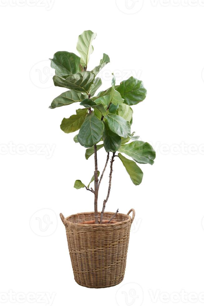 Grüne Blätter des Feigenbaums Ficus lyrata. Geige Blatt Feigenbaum im Weidenkorb isoliert auf weißem Hintergrund. foto