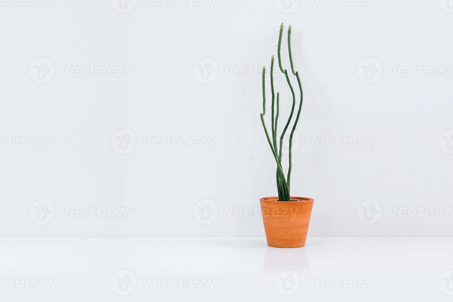 minimale Pflanze im Tontopf auf weißem Hintergrund. foto