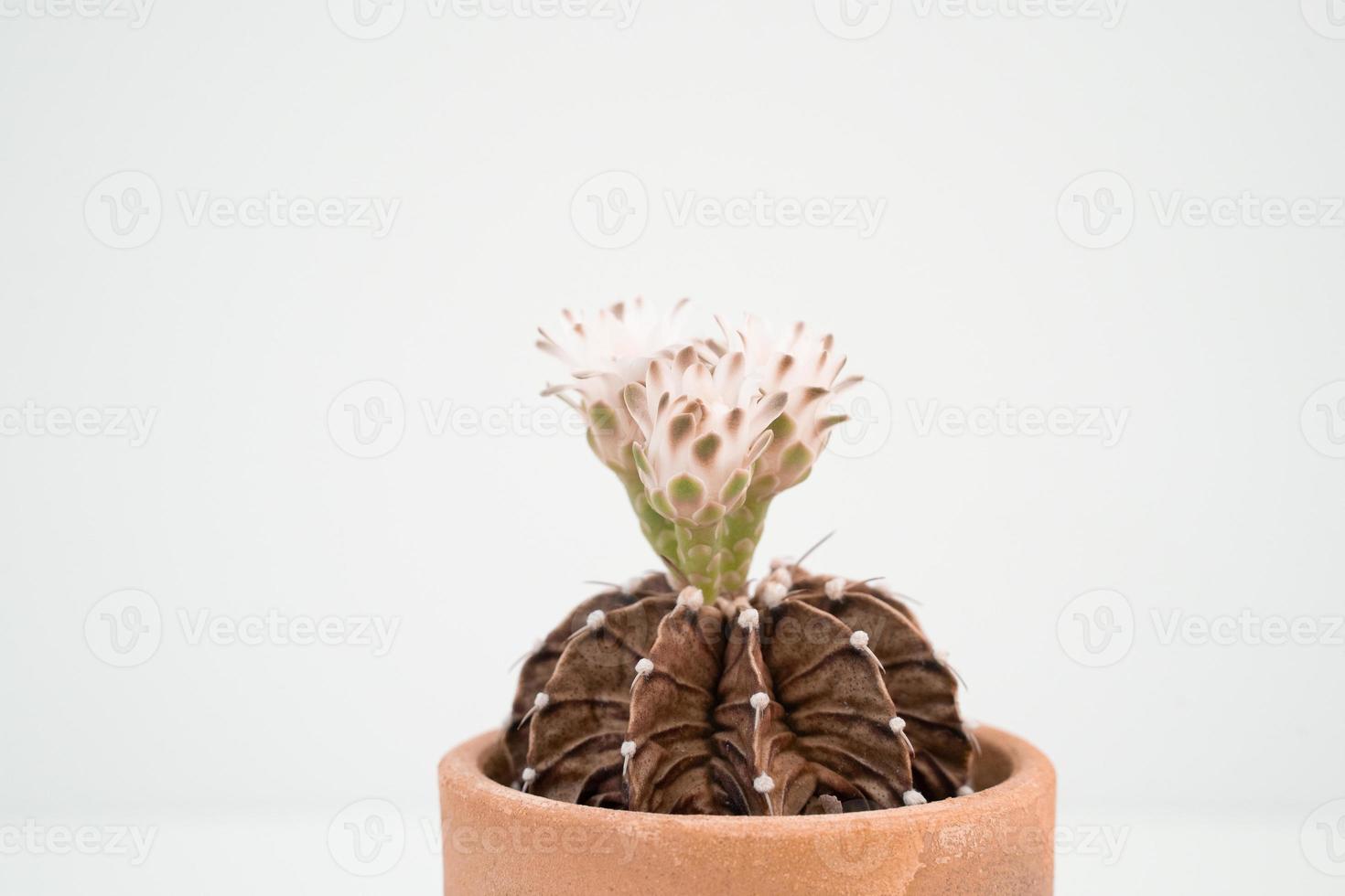 Gymnocalycium mihanovichii Kaktus weiße Blumen blühen auf weißem Hintergrund. foto