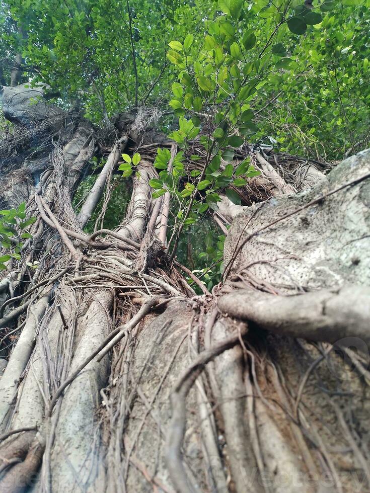 ein groß Banyan Baum foto