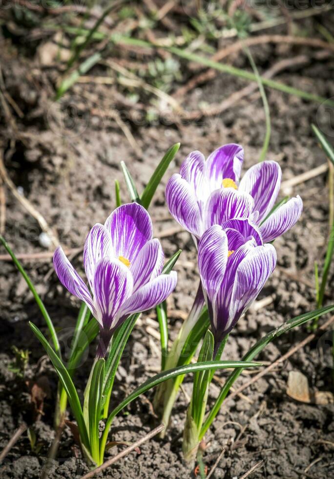 Krokus Blumen auf das Blumenbeet foto