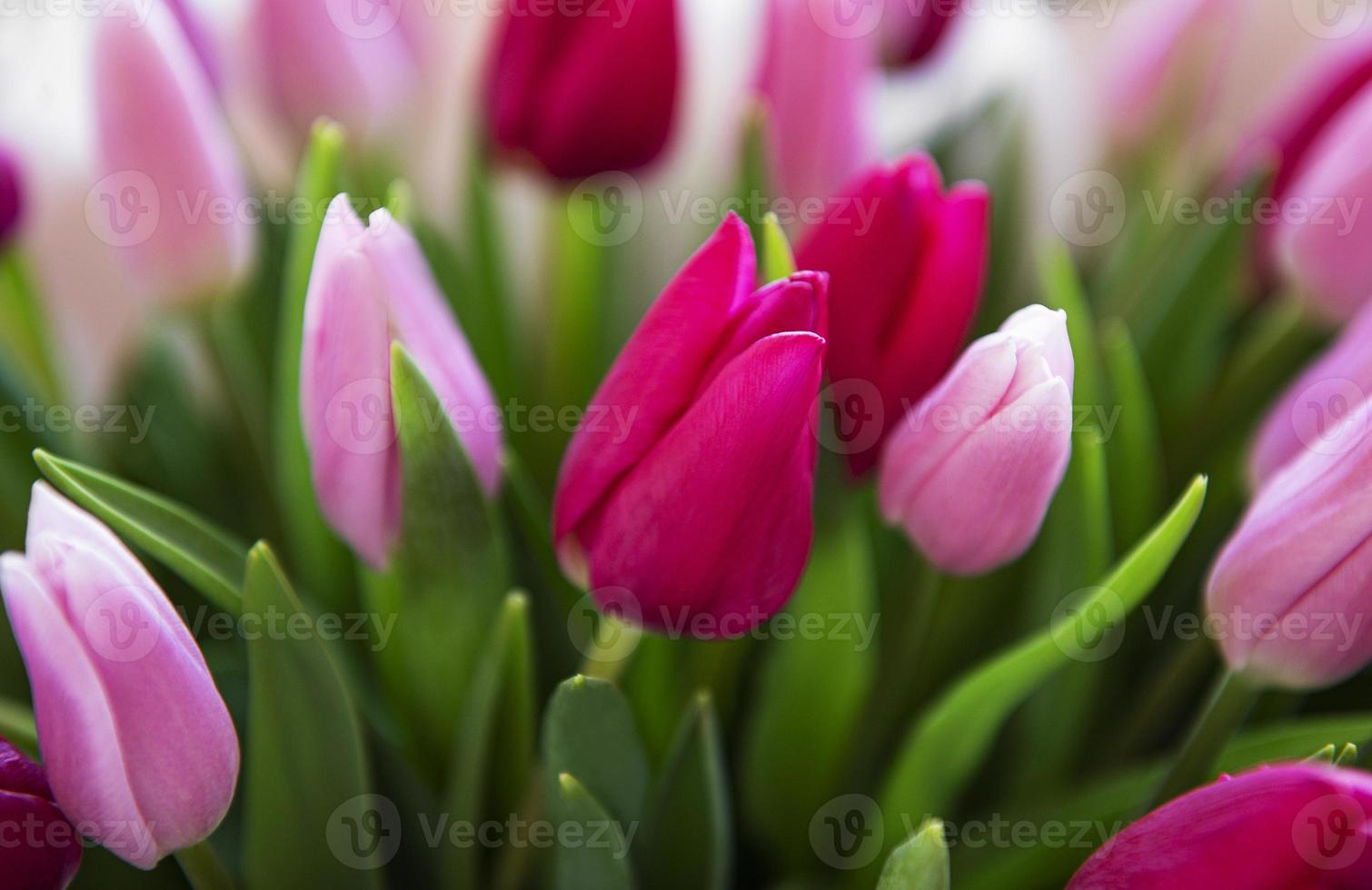 schöner Tulpenstrauß foto